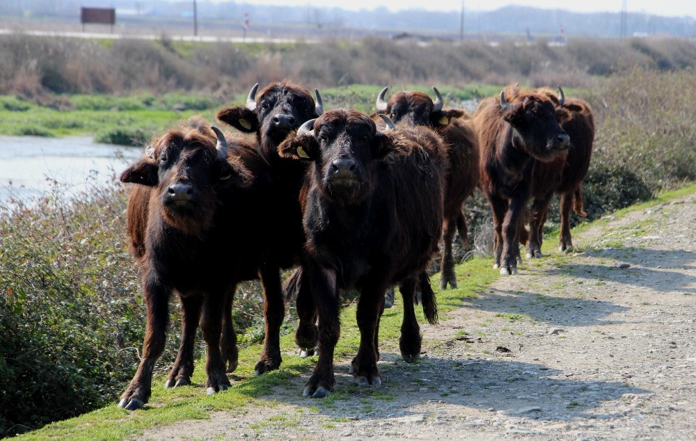 Kızılırmak Deltası’nda manda hazırlığı