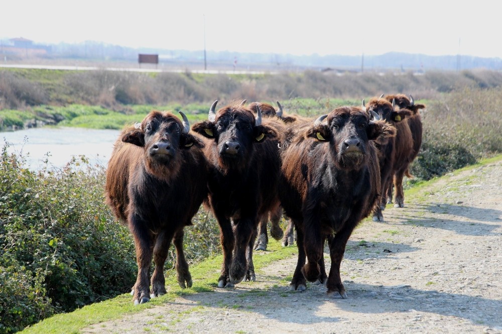 Kızılırmak Deltası’nda manda sayısı 3 binden 10 bine çıktı 