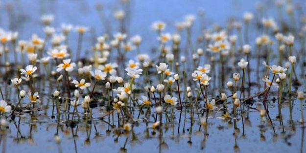 Kızılırmak Deltası'nda 