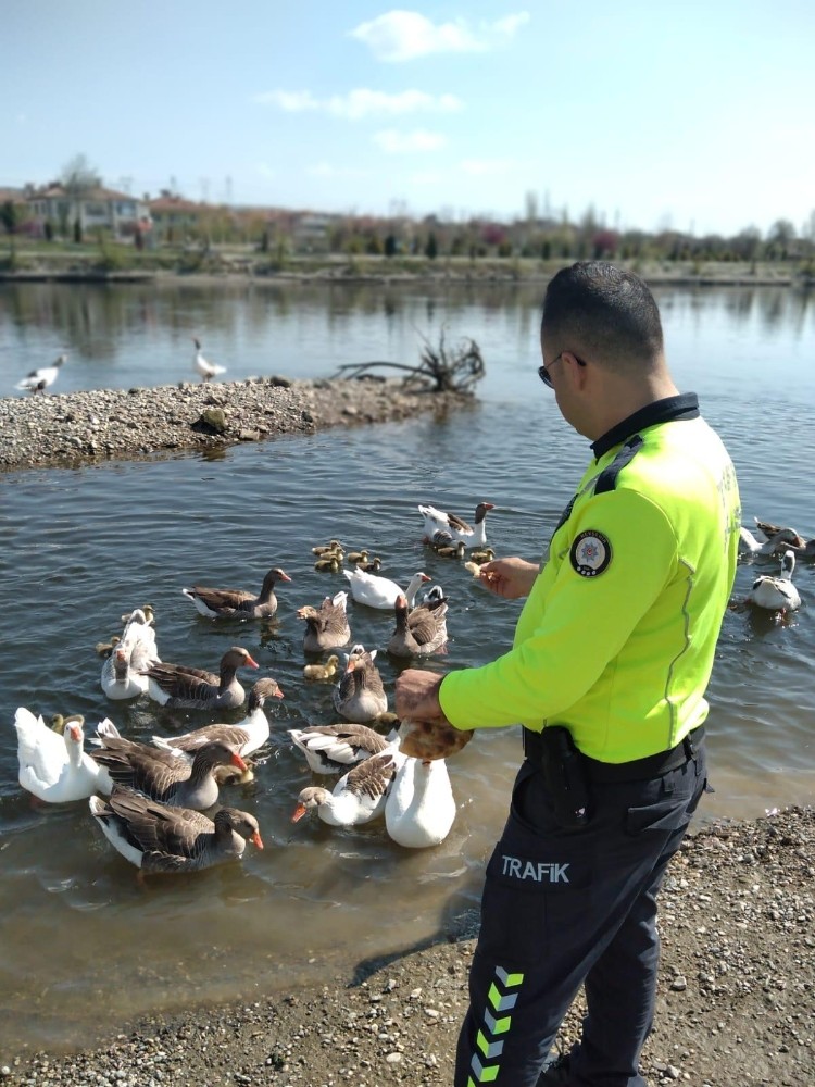 Kızılırmak nehrinde aç kalan kazları polis besledi 