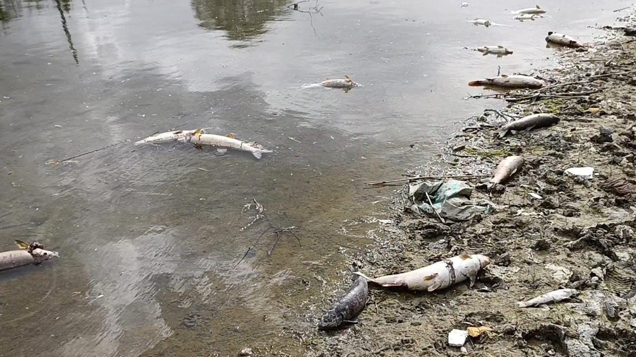 Kızılırmak'ta elektrikle kaçak av