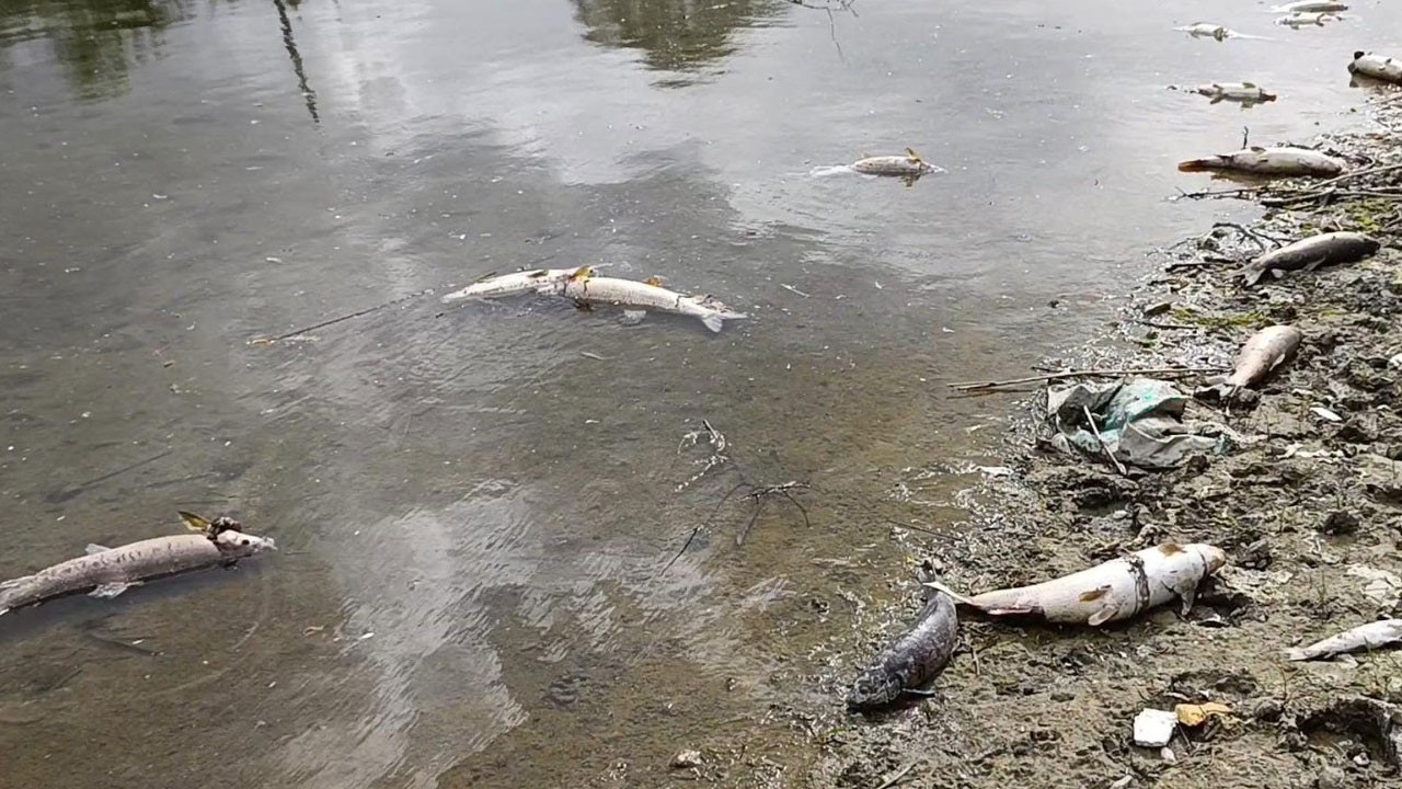 Kızılırmak’ta elektrikli katliam!