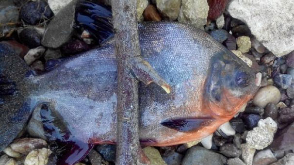 Kızılırmak'ta pirana yakaladılar