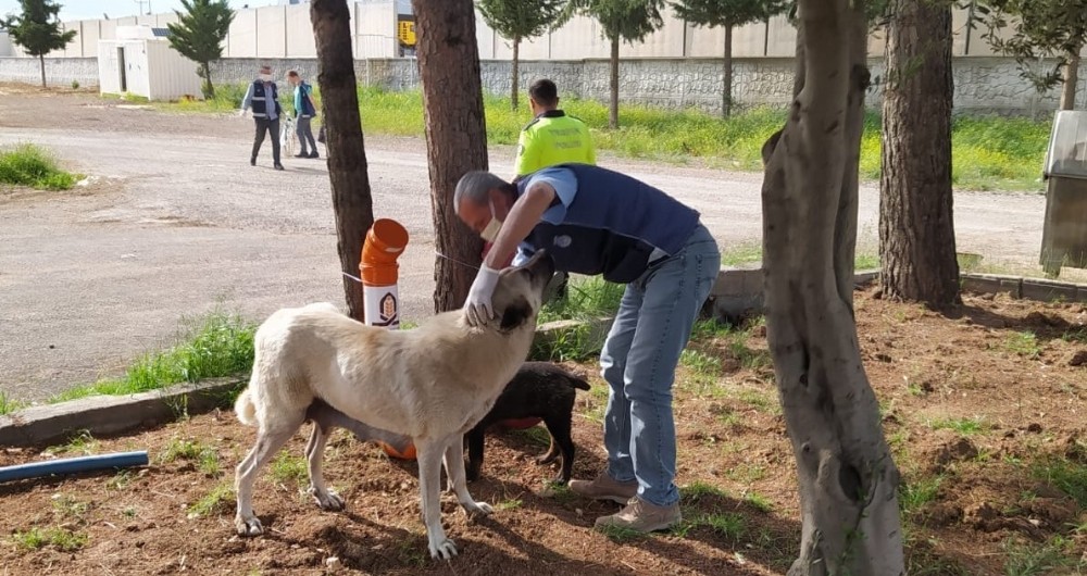 Kızıltepe Belediyesi sokak hayvanlarını unutmadı 