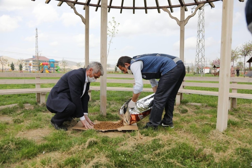 Kızıltepe Belediyesi sokak hayvanlarını unutmuyor 