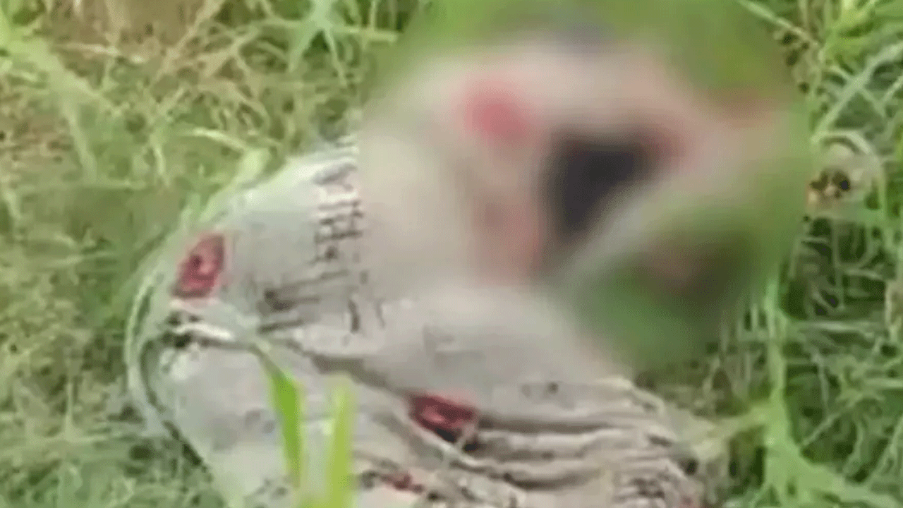 Kızını öldürmek için tuttuğu seri katil, kızının sevgilisi çıktı... Sonu kötü bitti