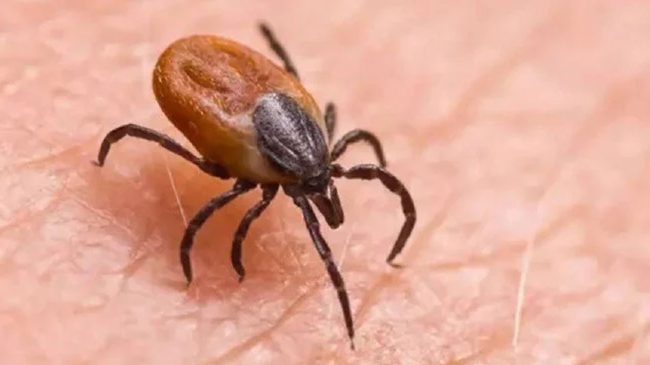 KKKA hastalığı yine bir can aldı! Genç çoban yaşamını yitirdi