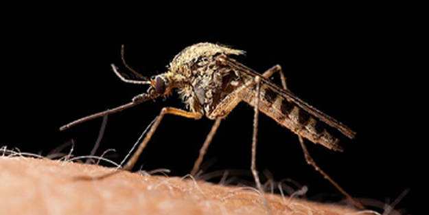 KKTC'de Batı Nil Virüsü vakası tespit edildi! Sivrisineklerden uzak durun