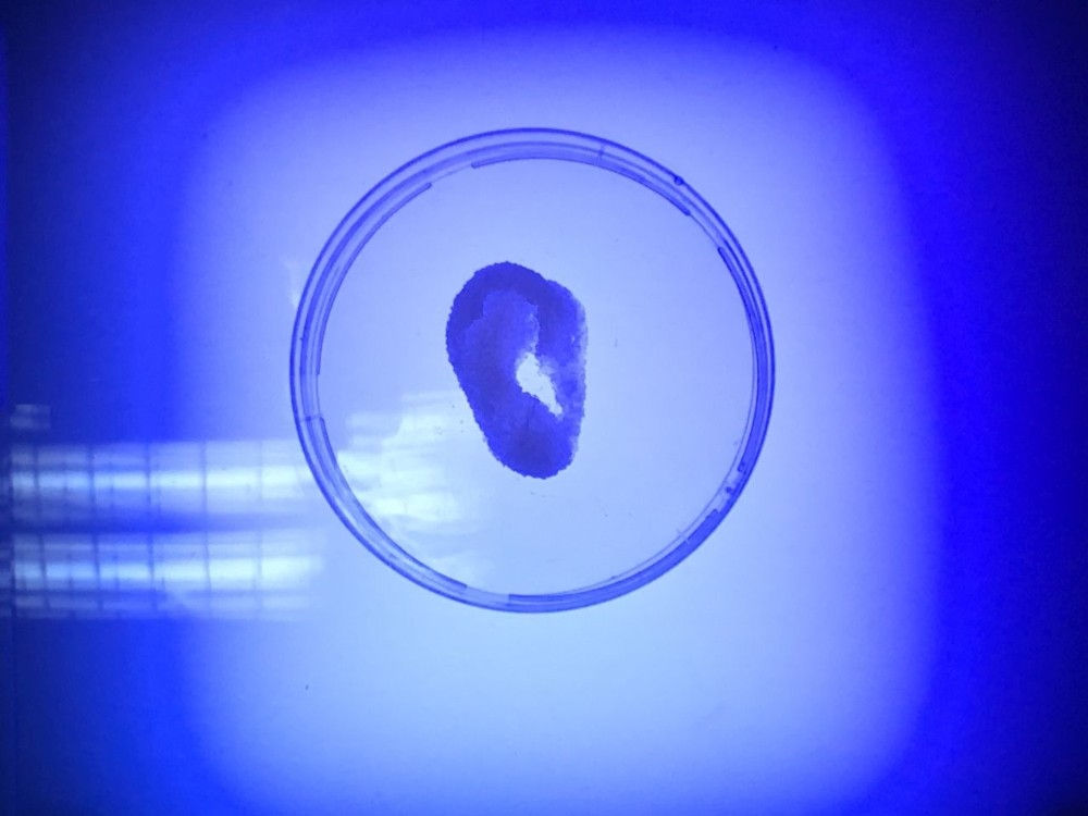 KKTC’de ilk yerli 3 boyutlu biyo-yazıcı geliştirildi 