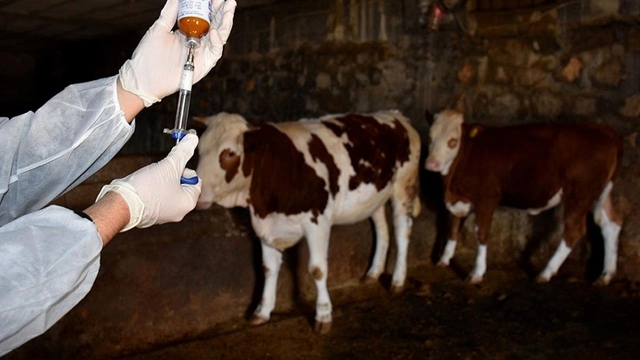  KKTC’de şap hastalığı paniğe neden oldu! Ardından Rum Veteriner Dairesi tüm dünyaya ilan etti: Kırmızı alarmda