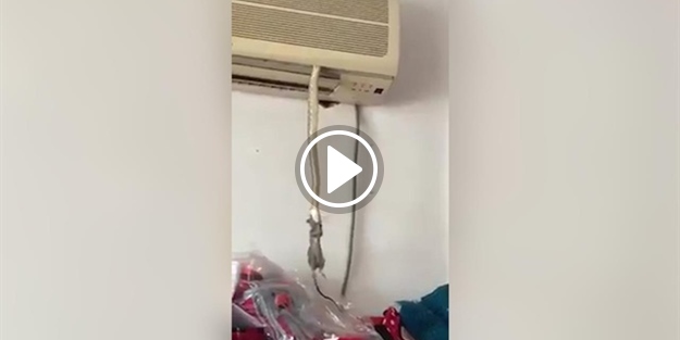 Klimanın içinden çıkan yılan görenleri şoke etti