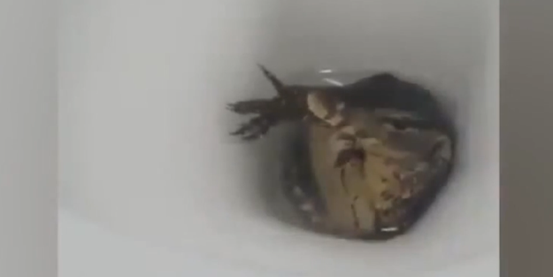 Klozetin içinden Komodo ejderi çıktı!