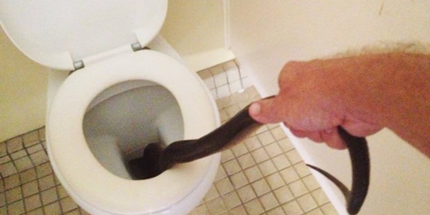 Klozetten piton çıktı