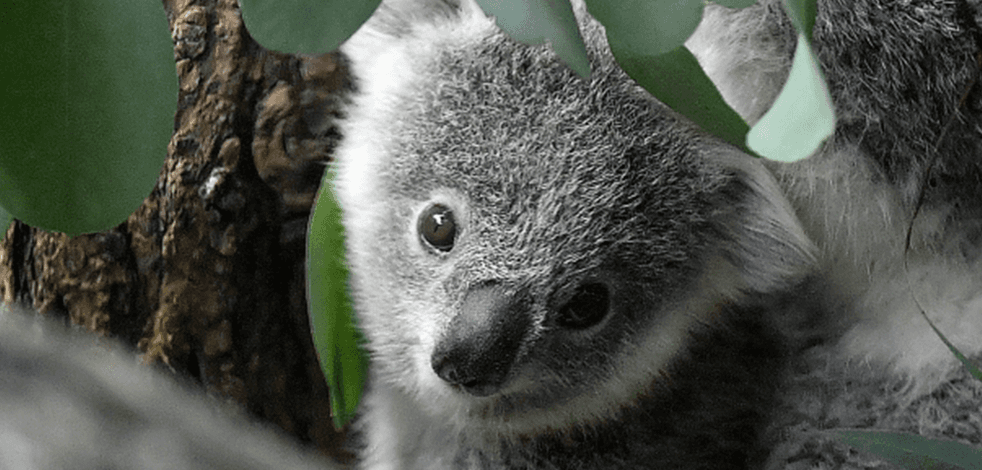 Koala nesli yok oluyor!