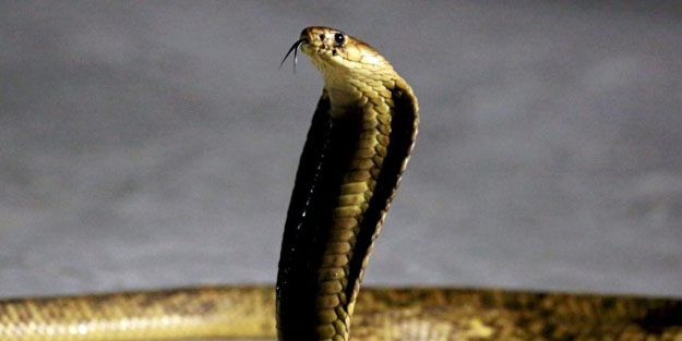 Kobra ısırıklarının panzehiri beklenmedik yerden bulundu!