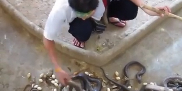 Kobraları yumurtalardan ayıklayan adam