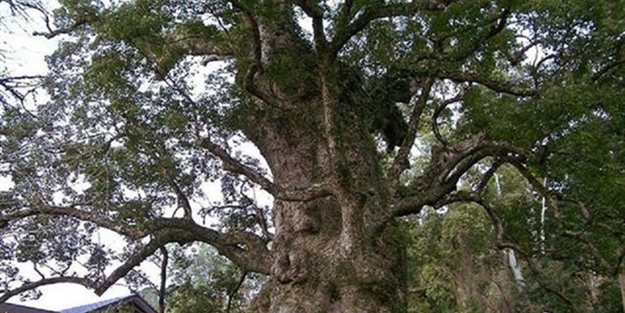 Koca ağacı 3 yıl boyunca oydu: ortaya bakın ne çıktı!