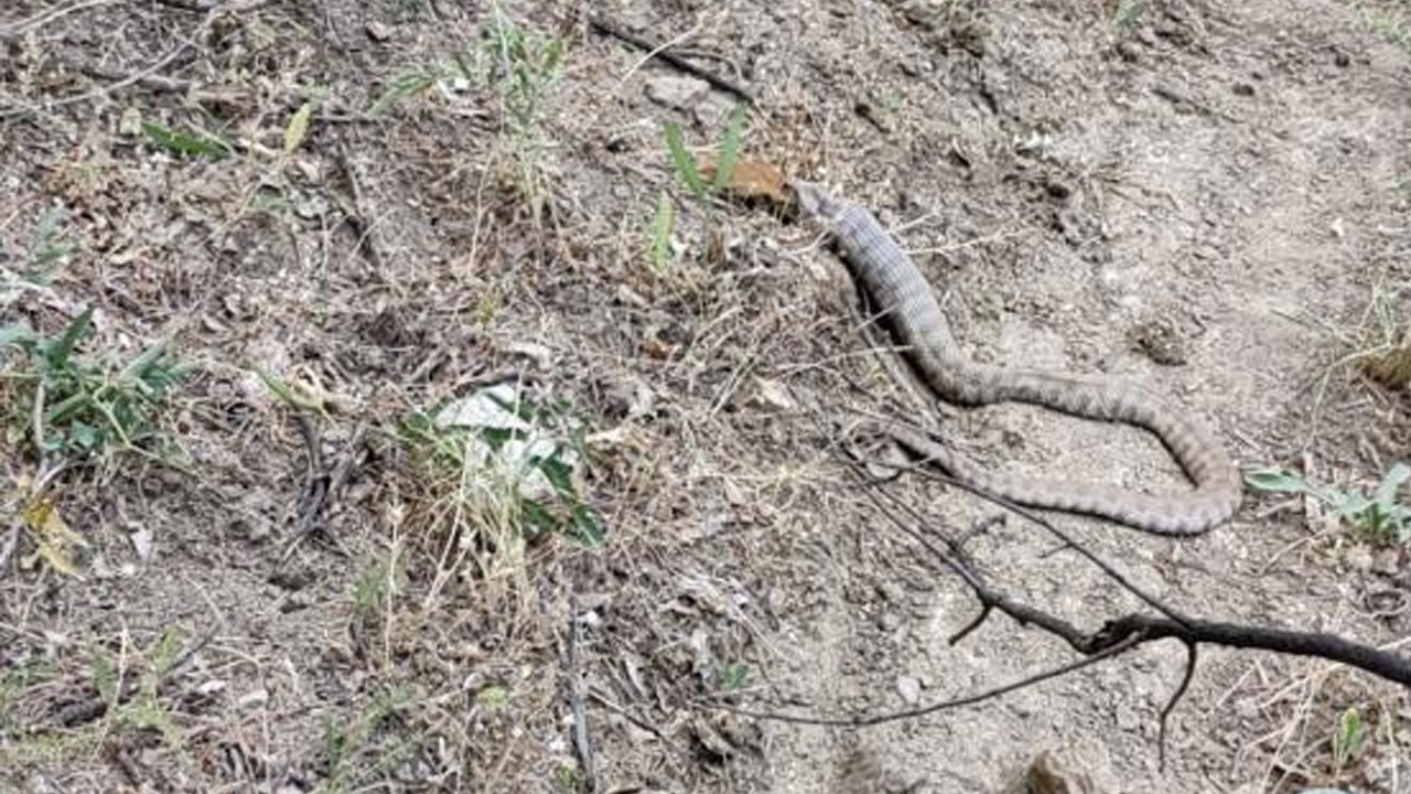 Koca engerek, sincabı yuttu! O anlar kamerada