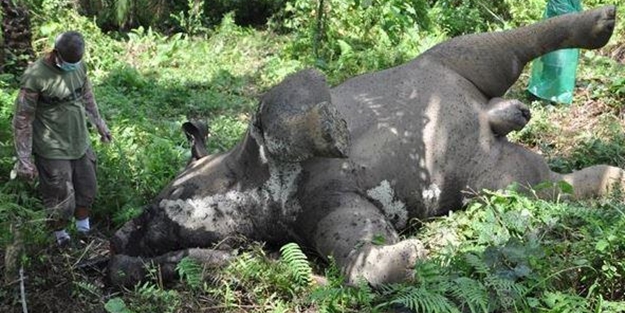 Koca filin feci sonu