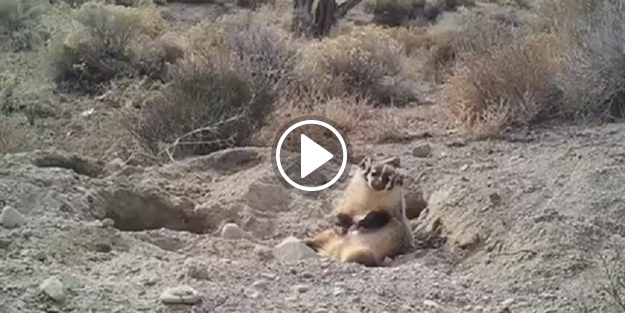 Koca ineği tek başına gömüp üzerine oturan porsuk