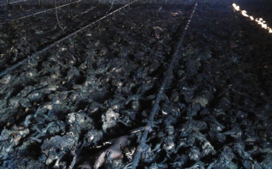 Kocaeli 21 bin tavuk telef oldu