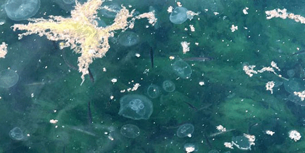 Kocaeli kıyılarında müsilaj görülüyor