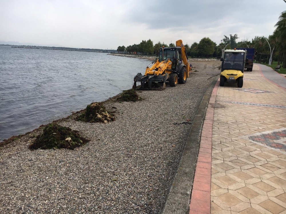 Kocaeli sahillerinden 53 ton yosun toplandı 