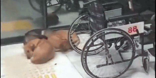 Kocaeli Üniversitesi Eğitim ve Araştırma Hastanesi koridorlarında köpek dışkısı