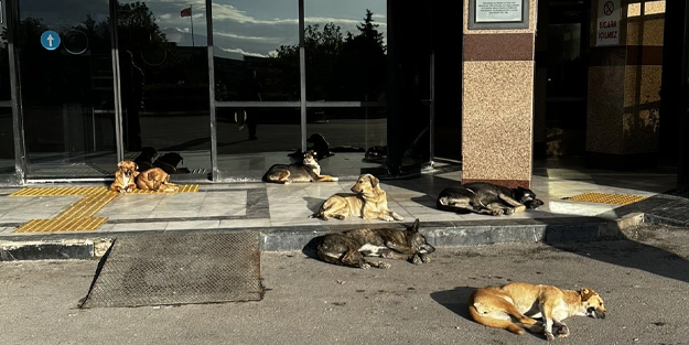Kocaeli Üniversitesi'nin yerleşkesi başıboş köpek kaynıyor!