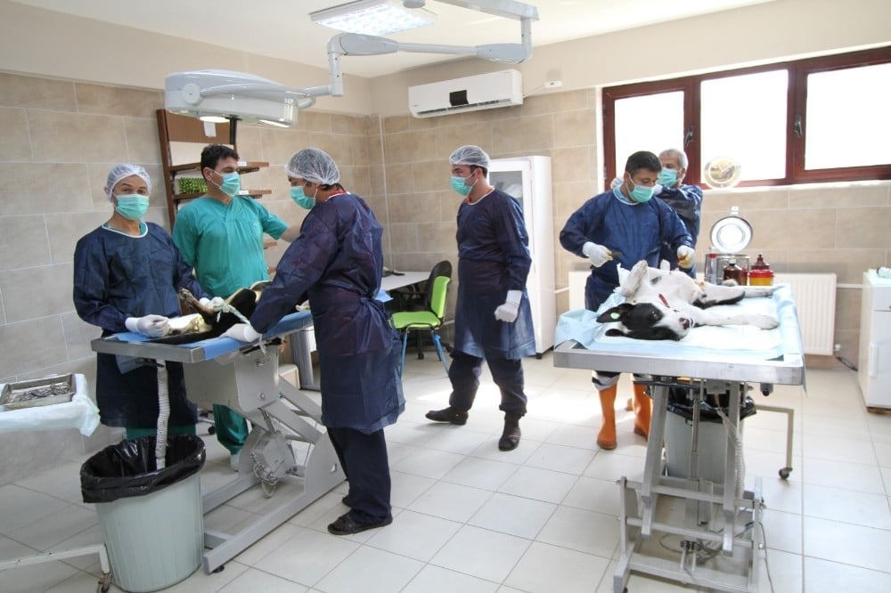 Kocaeli’de 11 bin 150 hayvan sağlığına kavuştu 