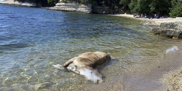 Kocaeli'de 4 büyükbaş ölüsü kıyıya vurdu