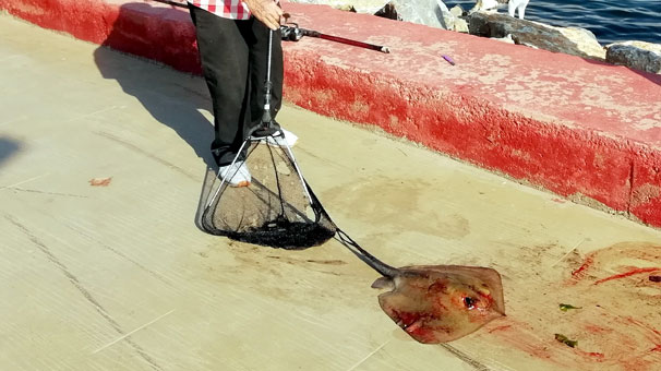 Kocaeli'de amatör balıkçının oltasına takıldı