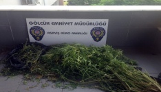 Kocaeli’de binanın çatı katında hint keneviri yetiştirdiler