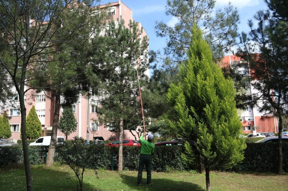 Kocaeli’de çam kese böceğiyle mücadele sürüyor 