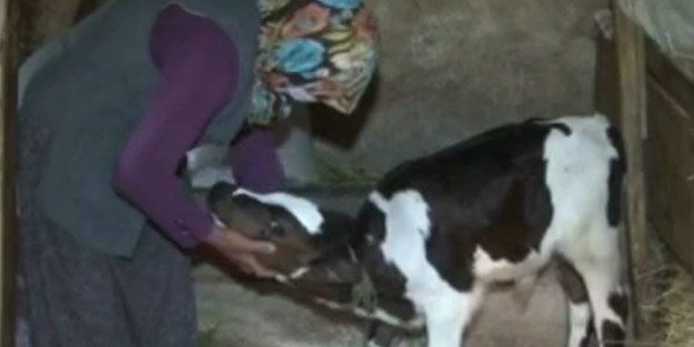 Kocaeli'de düşen yıldırımdan geriye buzağı kaldı