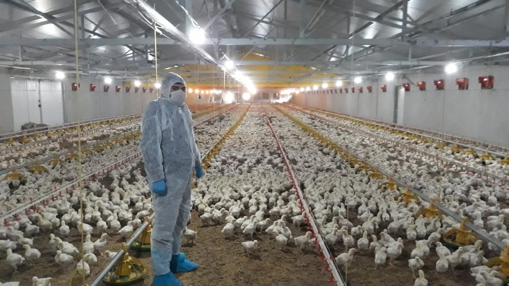Kocaeli’de korona virüs tarım ve hayvancılıkta üretimi etkilemedi 