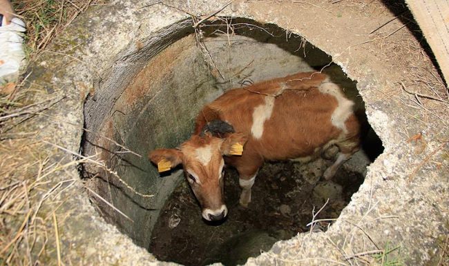 Kocaeli'de kuyuya düşen danayı itfaiye kurtardı