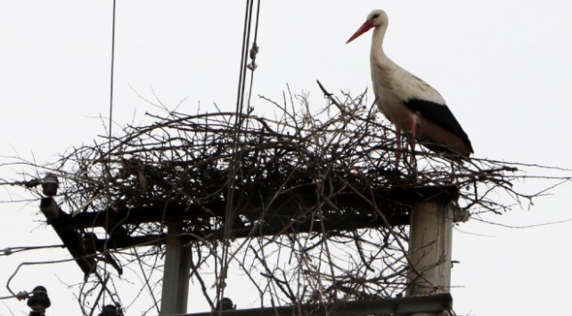 Kocaeli'de leyleklerin yuva yaptığı kullanılmayan telefon direği onarıldı