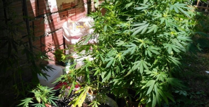 Kocaeli'de Saksıda uyuşturucu yetiştiren kişi yakalandı