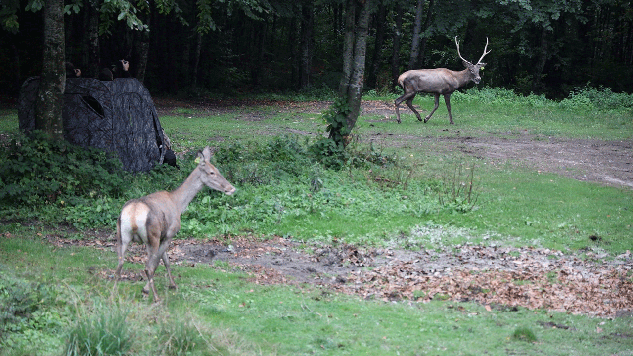 Kocaeli'de şehirden doğaya dönüş! Rehabilite edilen geyikler yeniden özgür