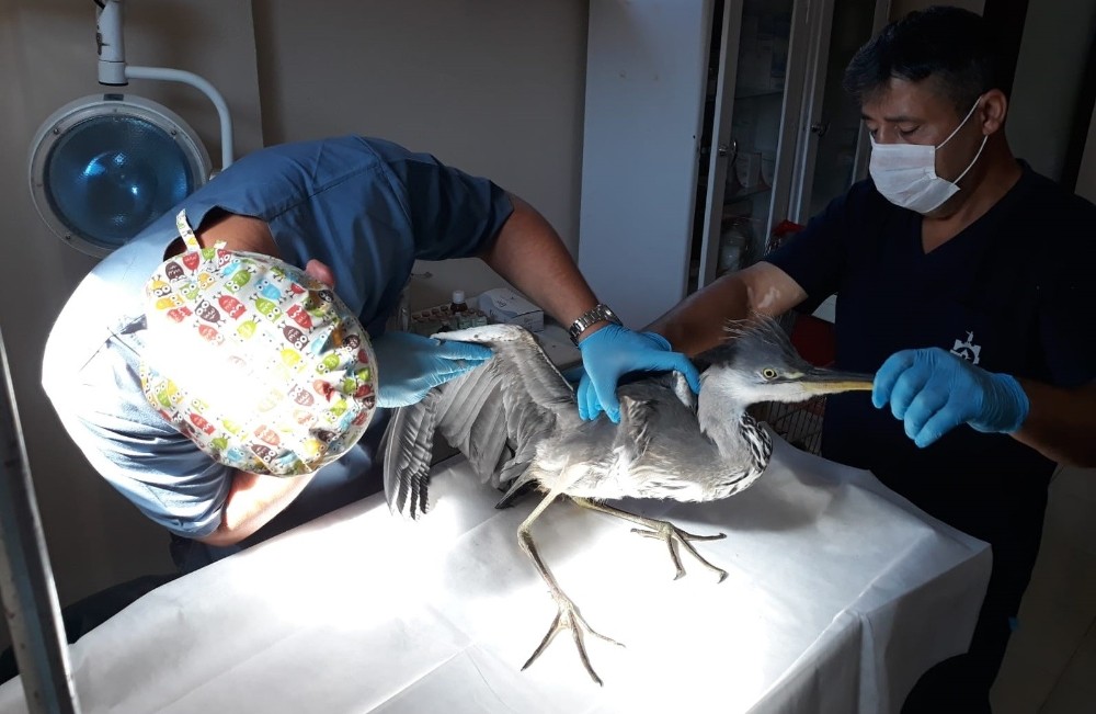 Kocaeli’de yaralı kuşlar tedavi edilerek doğaya salındı 