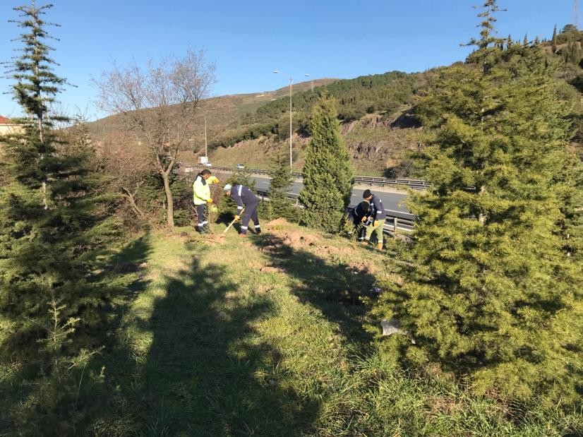 Kocaeli’de yol kenarlarına yüzlerce fidan dikildi 