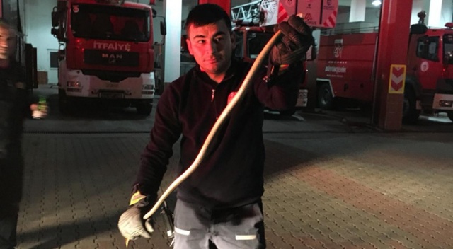 Kocaeli'nde otomobilin tekerinden yılan bulundu
