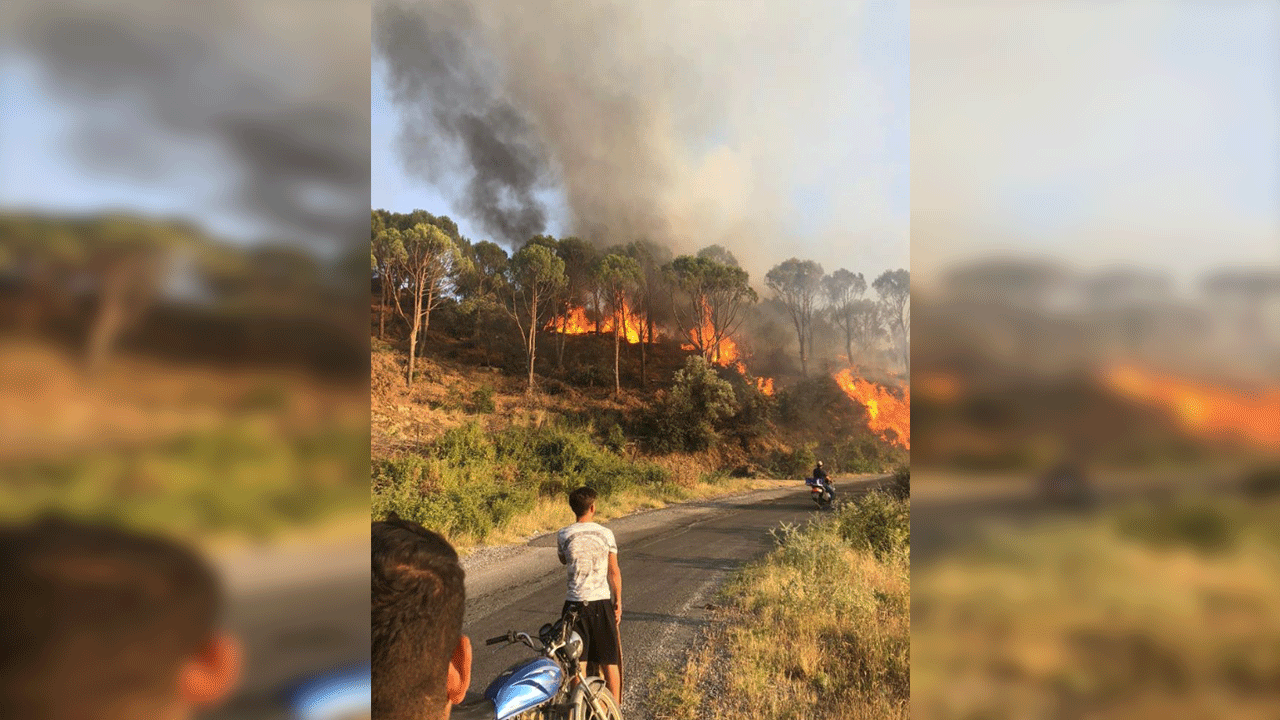 Koçarlı'da orman yangını