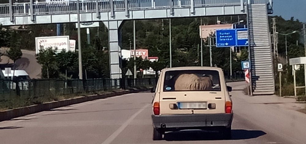 Koçun otomobilde yolculuğu görenleri şaşırttı 