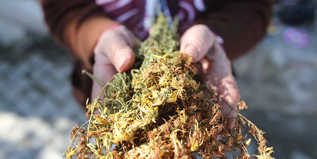 Kök boya bitkileri toprakla buluşuyor