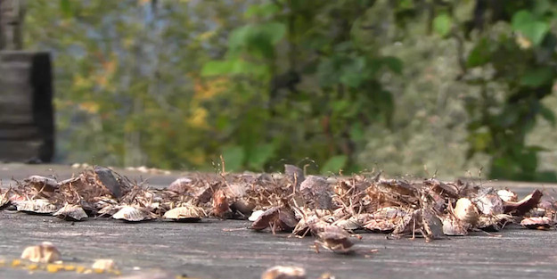 Kokarca böceği kabusu: Sınırımıza dayand! Kahverengi kokarca böceği eve girdi mi bir daha asla çıkmıyor!