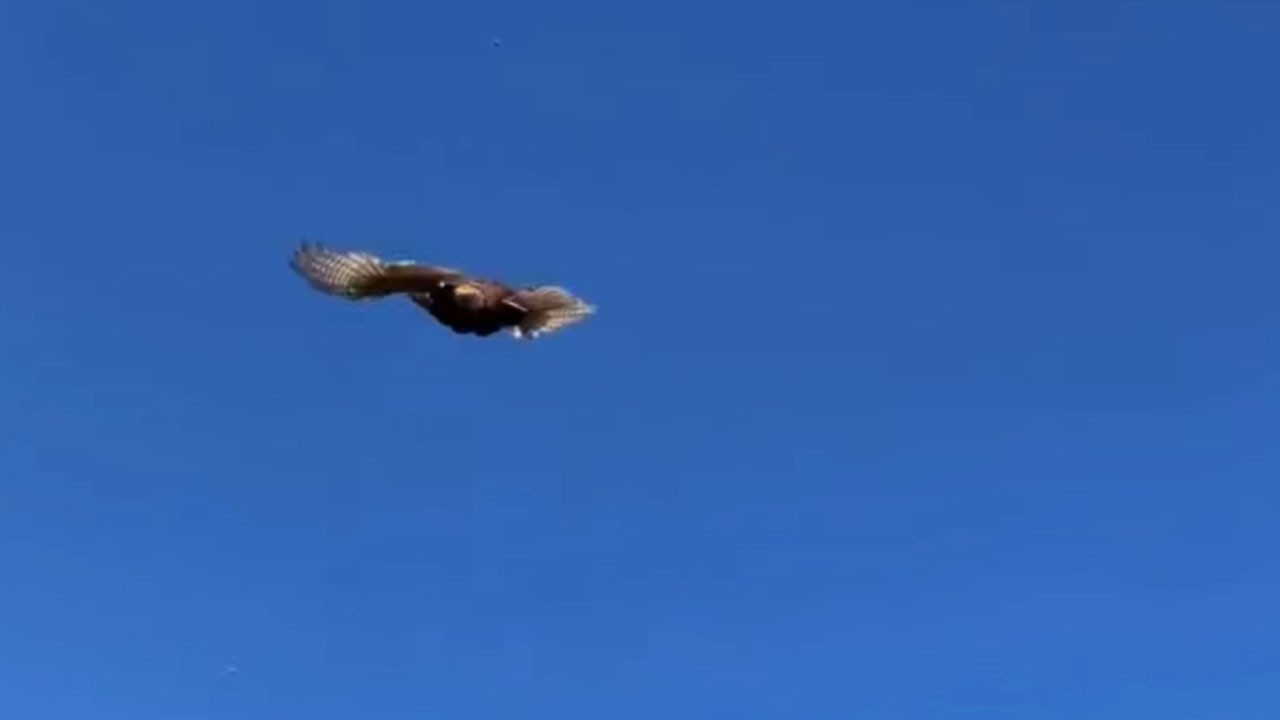 Kokarca böceğine karşı sülünlü önlem