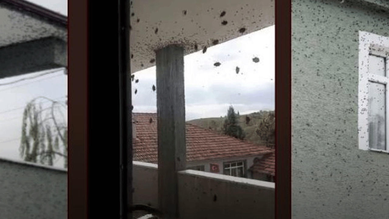 Kokarcalar her tarafı sardı! Bina resmen renk değiştirdi!