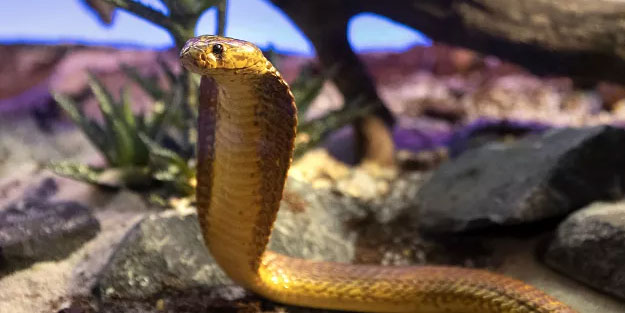 Kokpitte kobra paniği! Acil iniş yaptırdı